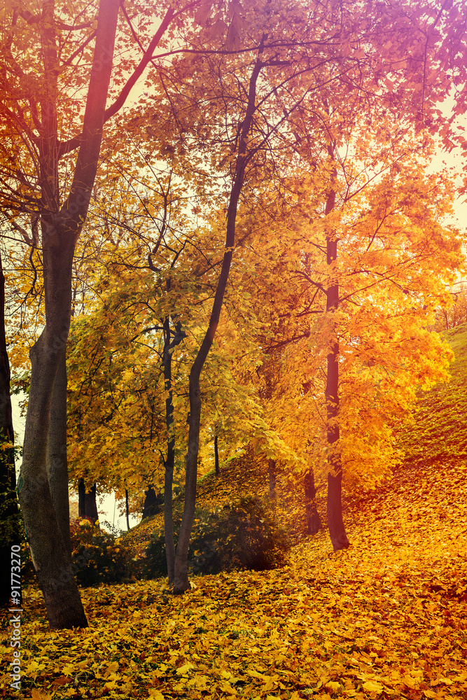 Fototapeta premium Autumn in the park