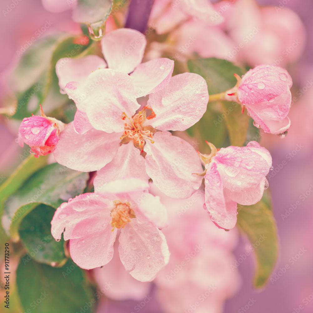 Naklejka premium Vintage blossoming apple tree
