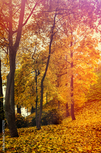 Autumn in the park © vvvita