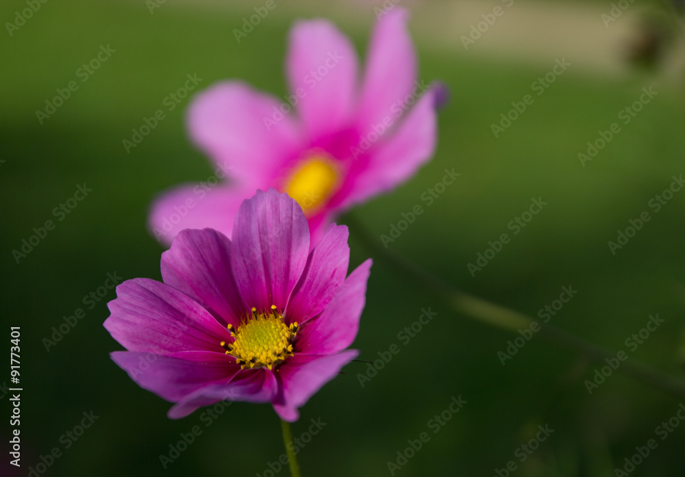 Blume Blume