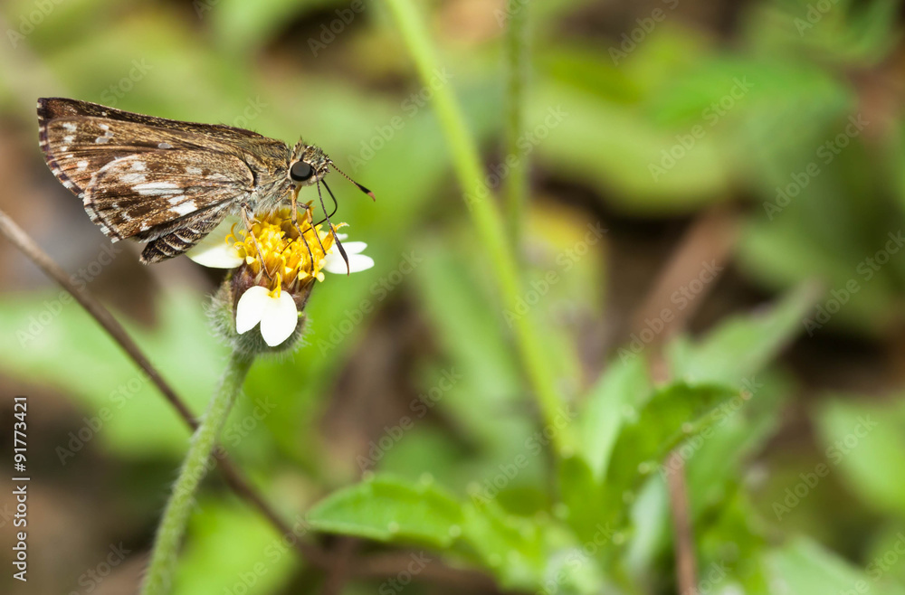 The moore's ace butterfly with flower The moore's ace butterfly with flower