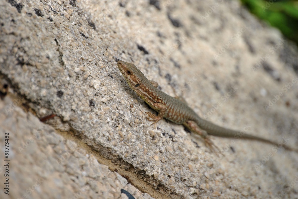 lézard lézard