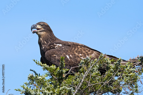 Juvenile American Bald Eagle sitting in a tree.