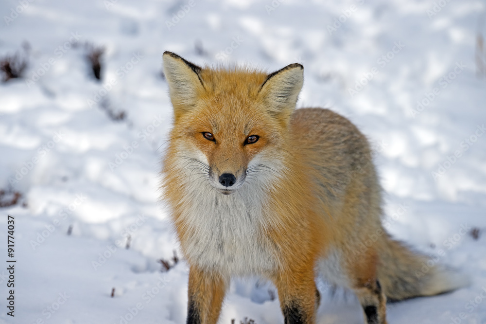 Red Fox standing in the Snow Red Fox standing in the Snow