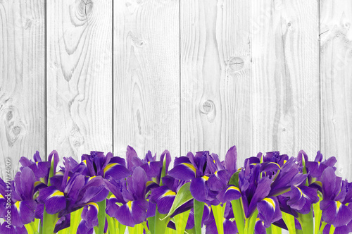 Blueflag or iris flower on white wooden background photo