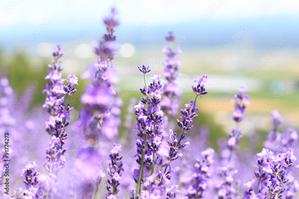 abstract lavender closeup in field on summer japan nature blurred background can fill text or promote travel soft focus abstract lavender closeup in field on summer japan nature blurred background can fill text or promote travel soft focus