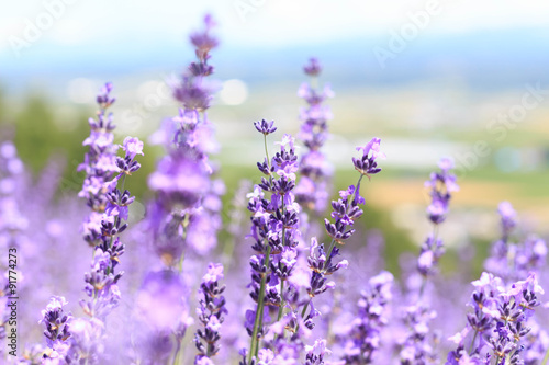 abstract lavender closeup in field on summer japan nature blurred background can fill text or promote travel soft focus
