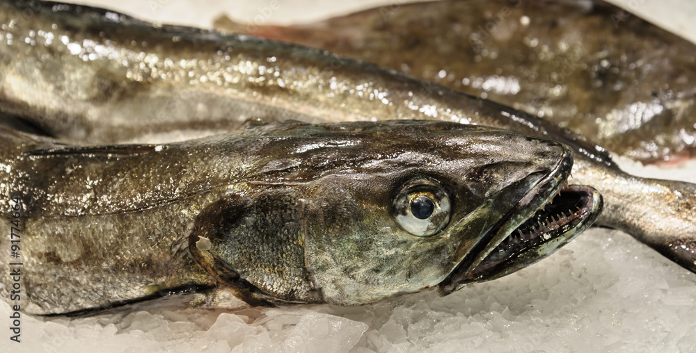Fresh Hake for sale in market in Barcelonsa, Spain.
Fresh Hake for sale in market in Barcelonsa, Spain.