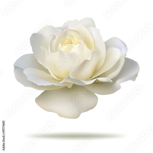 white rose