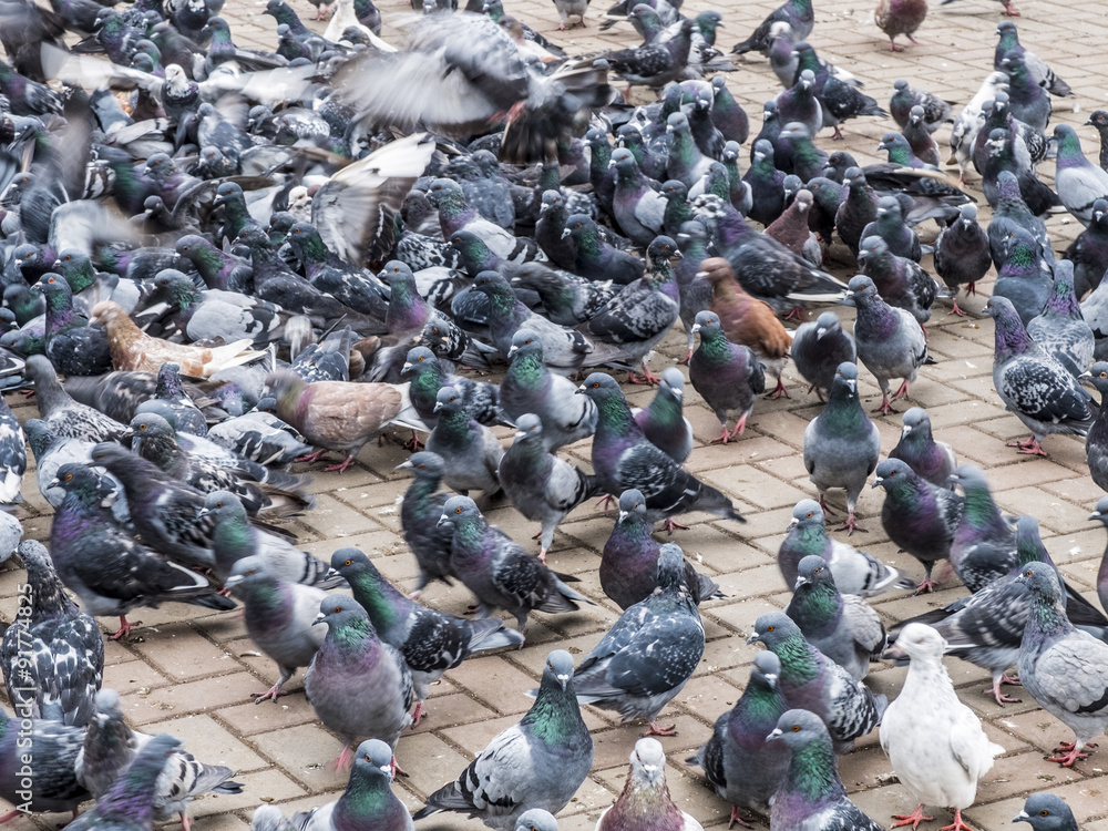 Fototapeta premium Голубиная стая