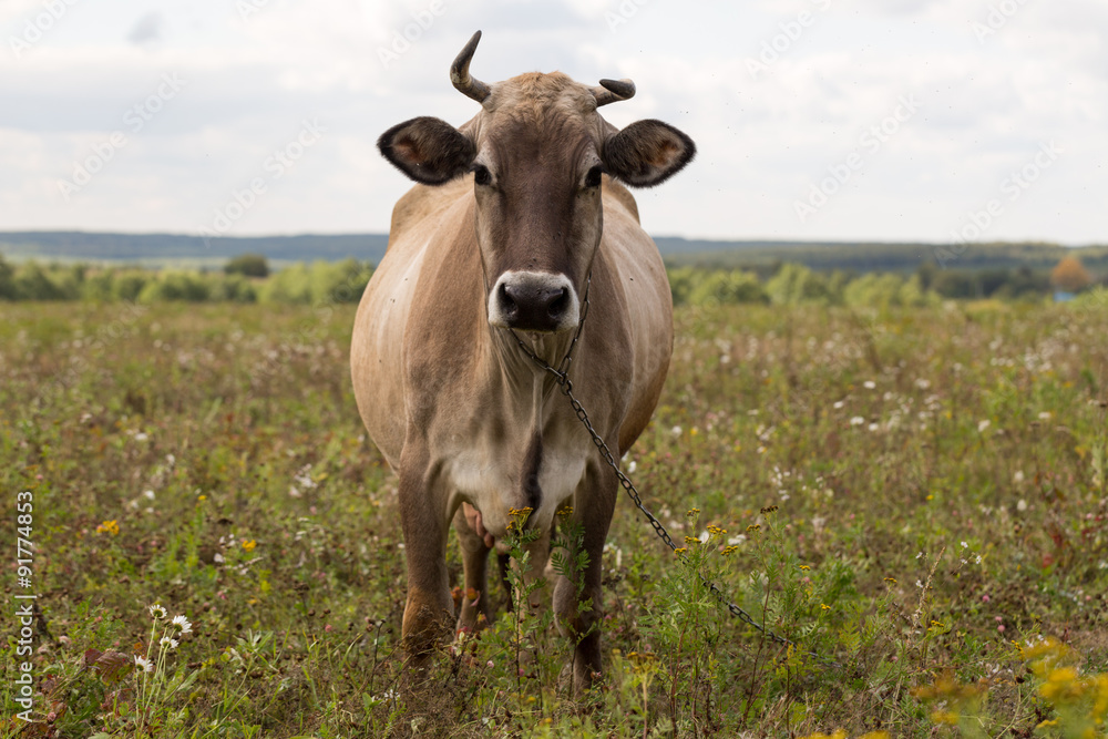 Cow Jersey Cattle on pasture Cow Jersey Cattle on pasture