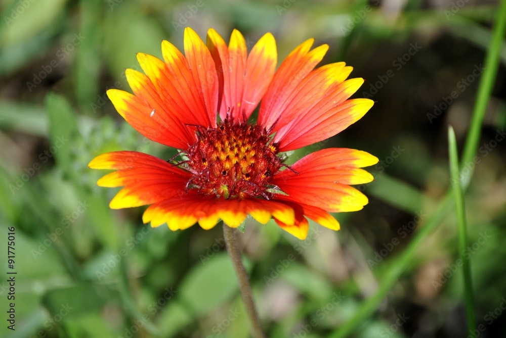 Fleur Fleur