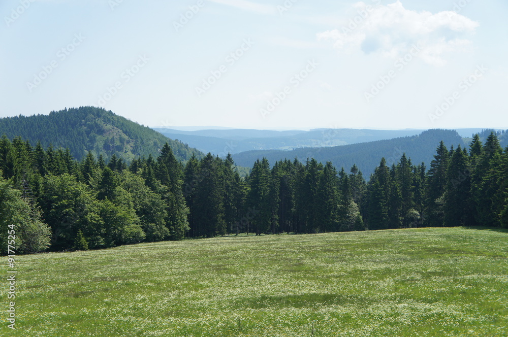 Landschaft im Thüringer Wald/Blick vom Rennsteig über die Höhen des Thüringer Waldes, im Vordergrund eine blühende Wiese.