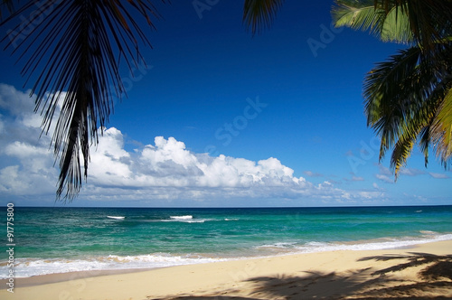 Calm  caribbean beach with palm tree