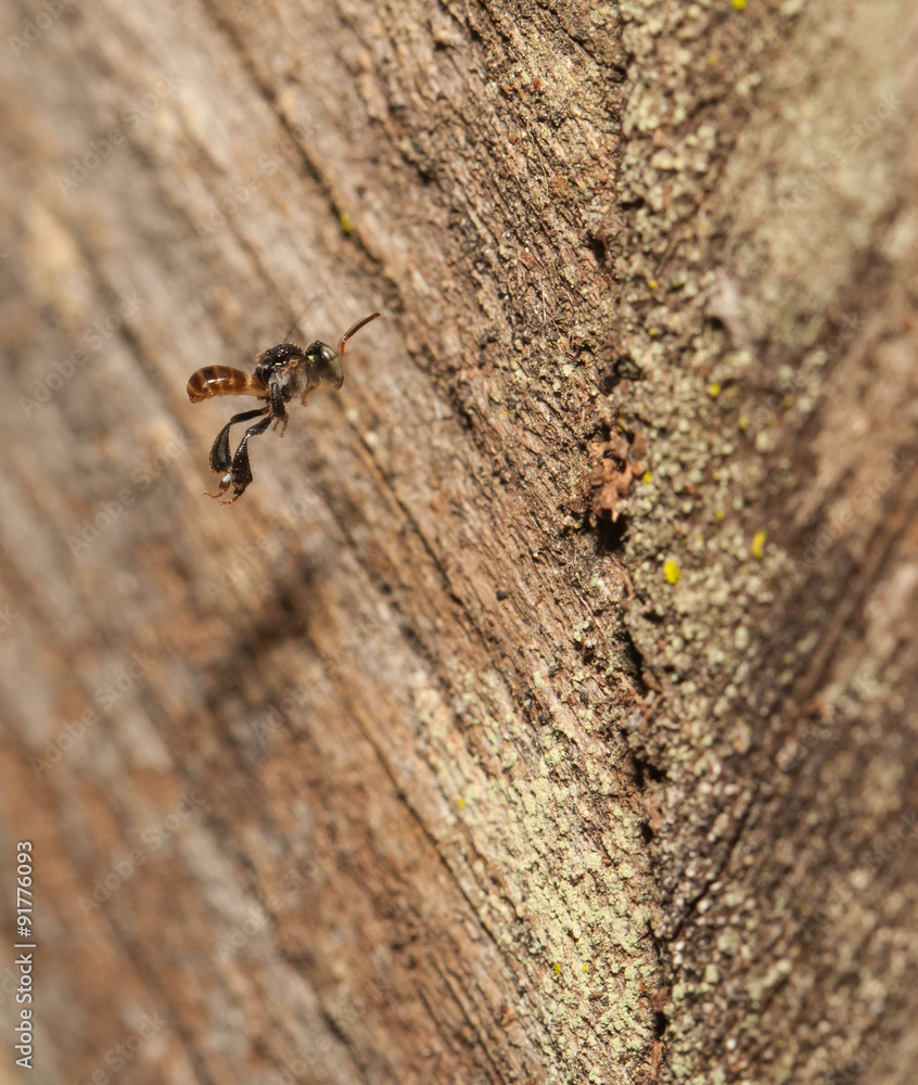 Stingless bee ,insect pollinator in the nature Stingless bee ,insect pollinator in the nature