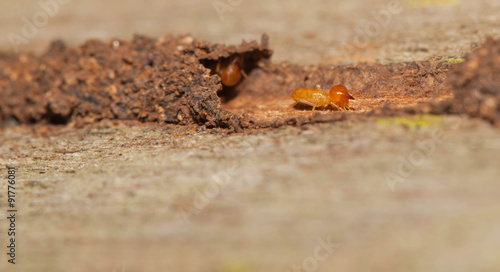 Termite hide in their tunnel from predator