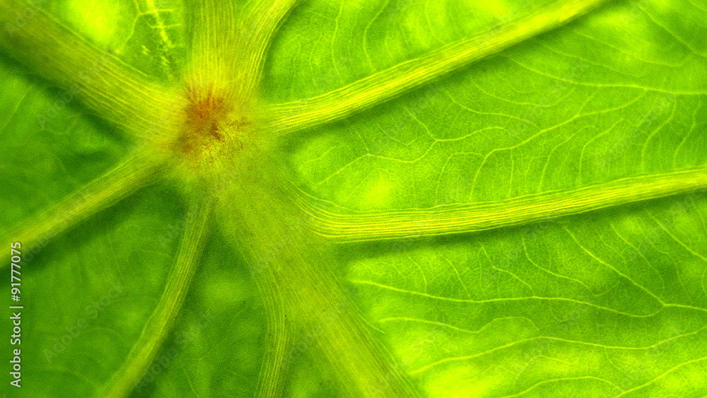 Extreme close up of green chlorophyll in a plant leaf. Extreme close up of green chlorophyll in a plant leaf.