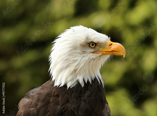 Portrait of a Bald Eagle 