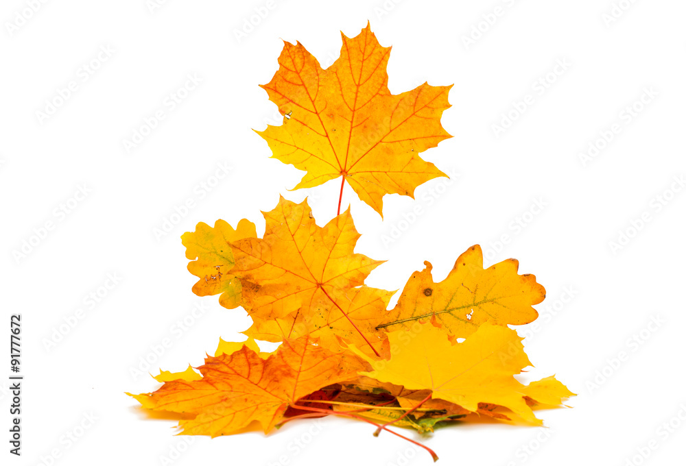 autumn leaves autumn leaves