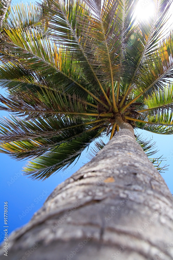 Fototapeta premium Top of coconut palm tree on blue sky background 