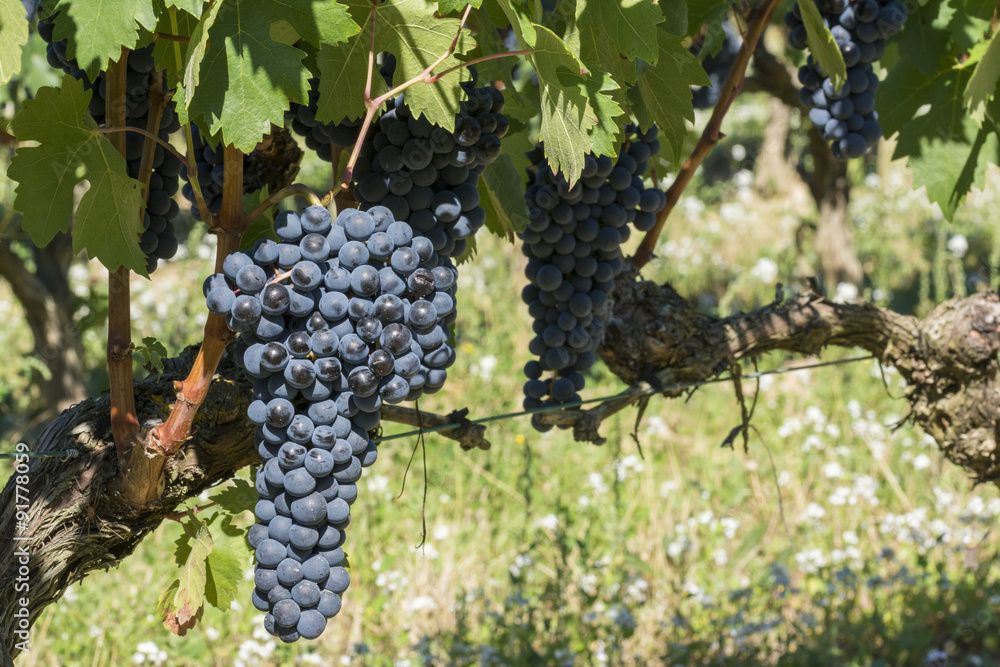 Grapes in a vineyard, La Rioja (Spain)