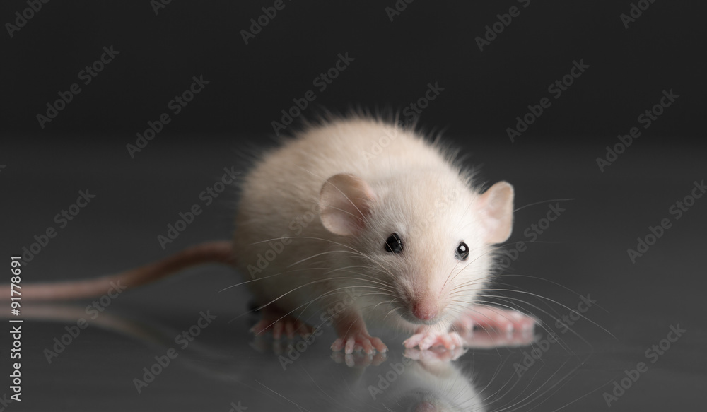 baby rat closeup