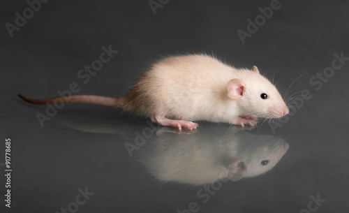 baby rat on glass