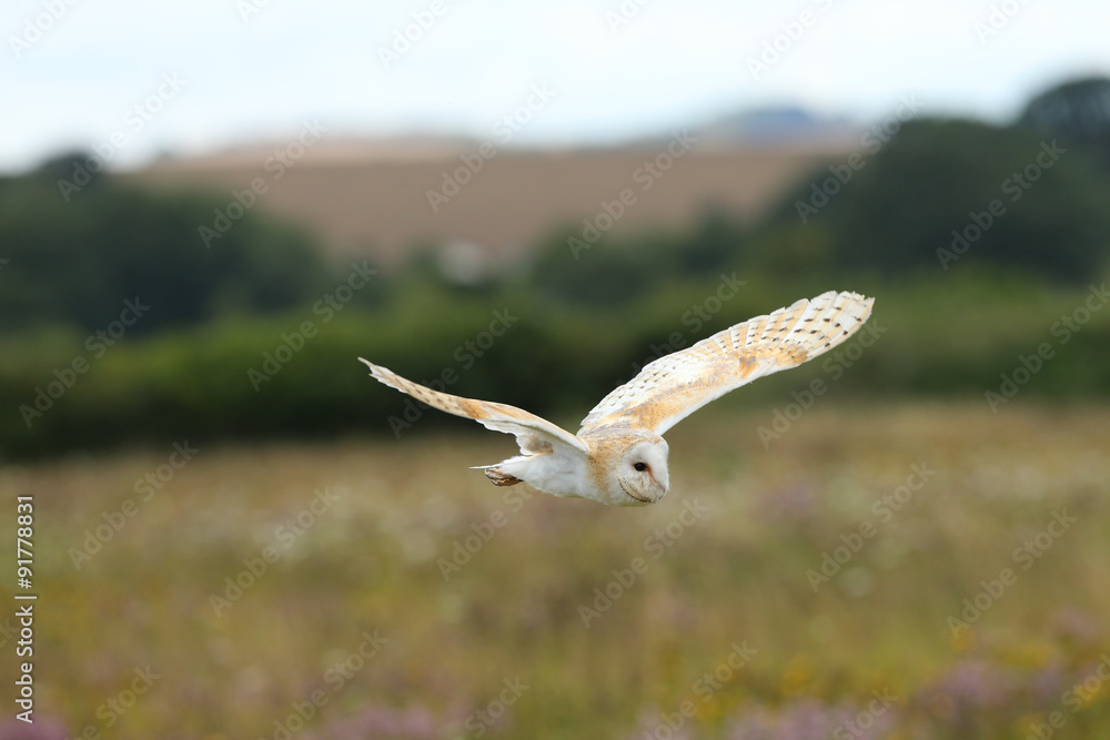 Close up of a Barn Owl flying over a wild flower meadow Close up of a Barn Owl flying over a wild flower meadow