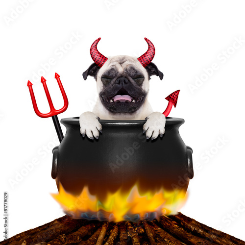 halloween dog and bonfire photo