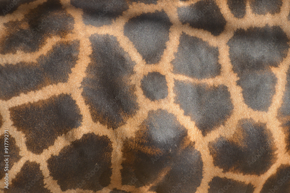 giraffa, pelle maculata giraffa, pelle maculata