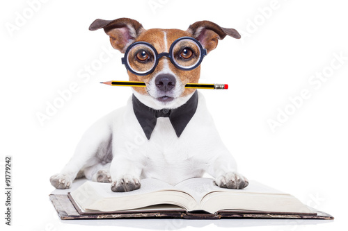 dog reading books © Javier brosch