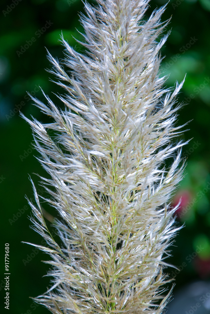 Obraz premium Pampas Gras