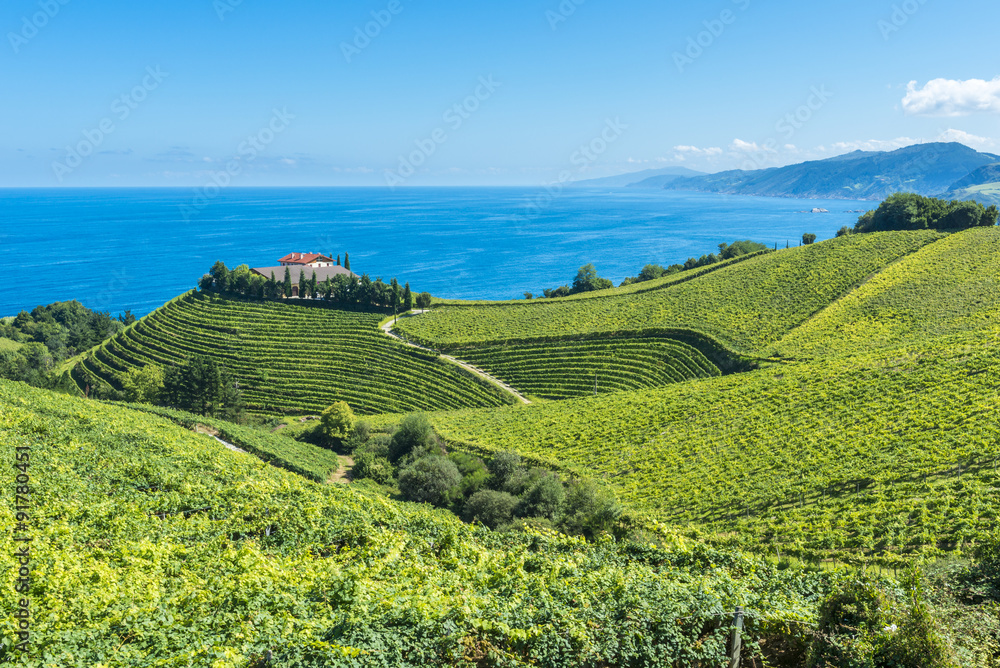 Viñedos junto a la bodega, el mar Cantábrico al fondo, Getaria (España)