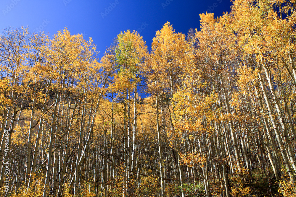 Beautiful aspen trees with shimmering golden leaves. Stock Photo