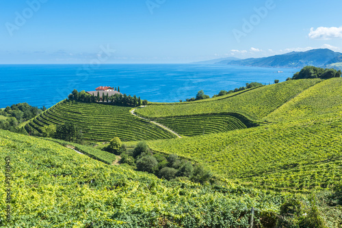 Obraz na płótnie Viñedos junto a la bodega, el mar Cantábrico al fondo, Getaria (España) w salonie