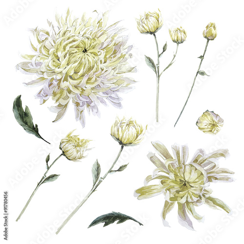 Set of vintage watercolor chrysanthemums leaves branches flowers