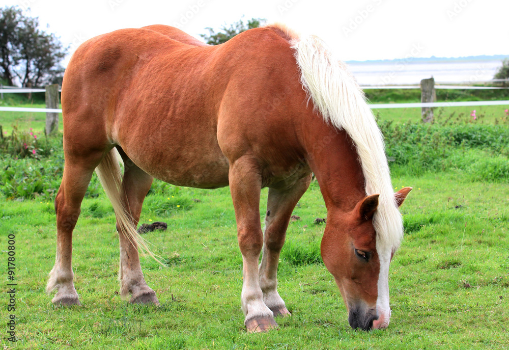 A Norwegian horse portrait A Norwegian horse portrait
