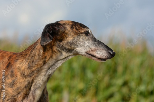 Galgo Espanol