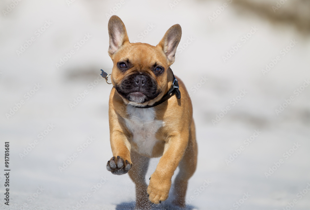 French bulldog running outdoors in nature