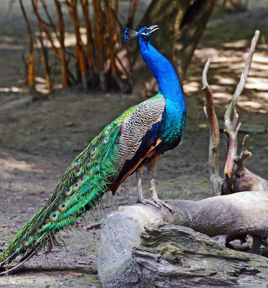 Naklejka premium Peacock