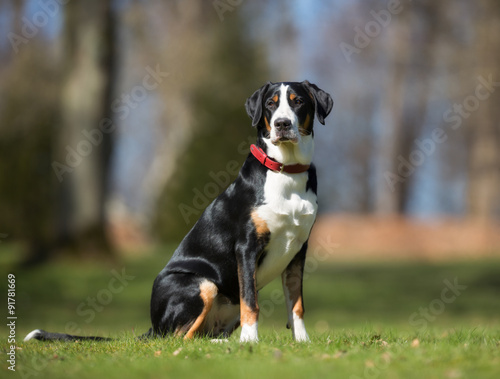 Greater Swiss Mountain Dog outdoors in nature