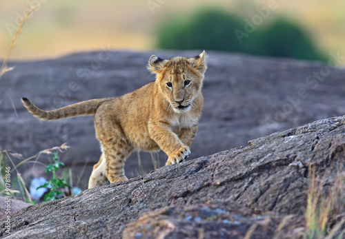 Obraz na płótnie Lion Masai Mara w salonie