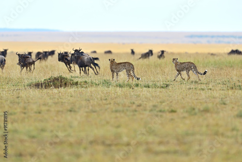 Masai Mara Cheetahs © kyslynskyy