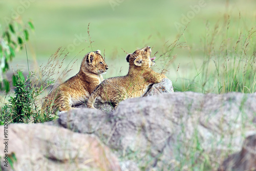 Lion Masai Mara photo