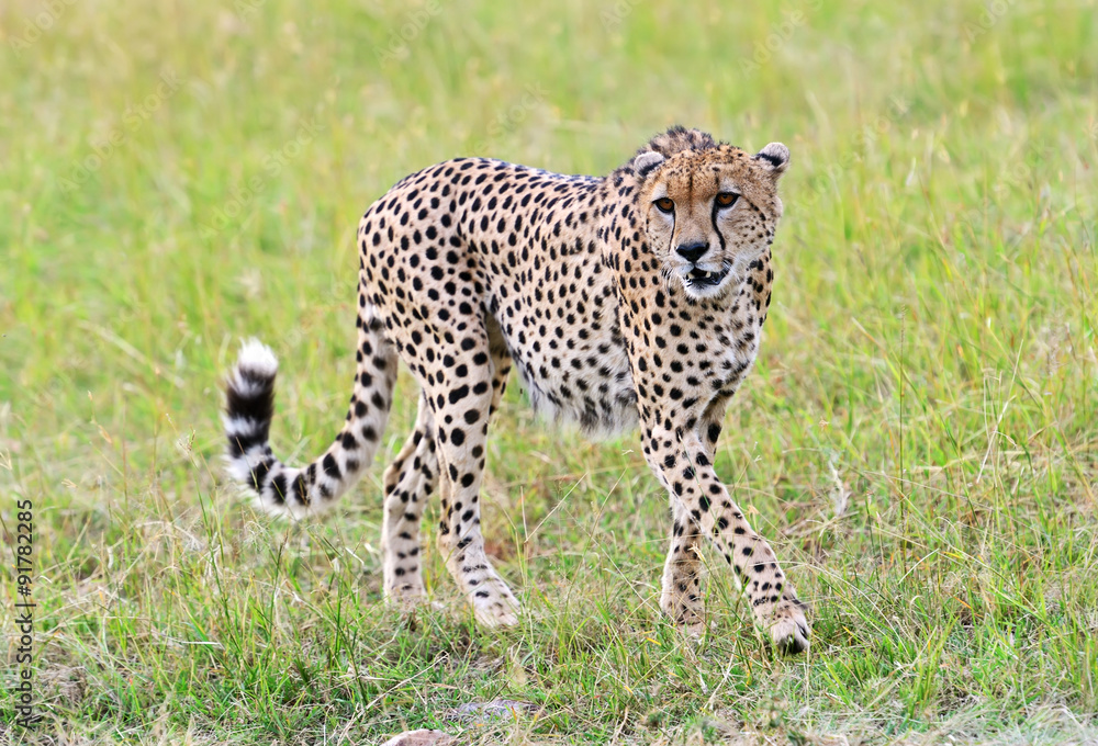 Masai Mara Cheetahs Masai Mara Cheetahs