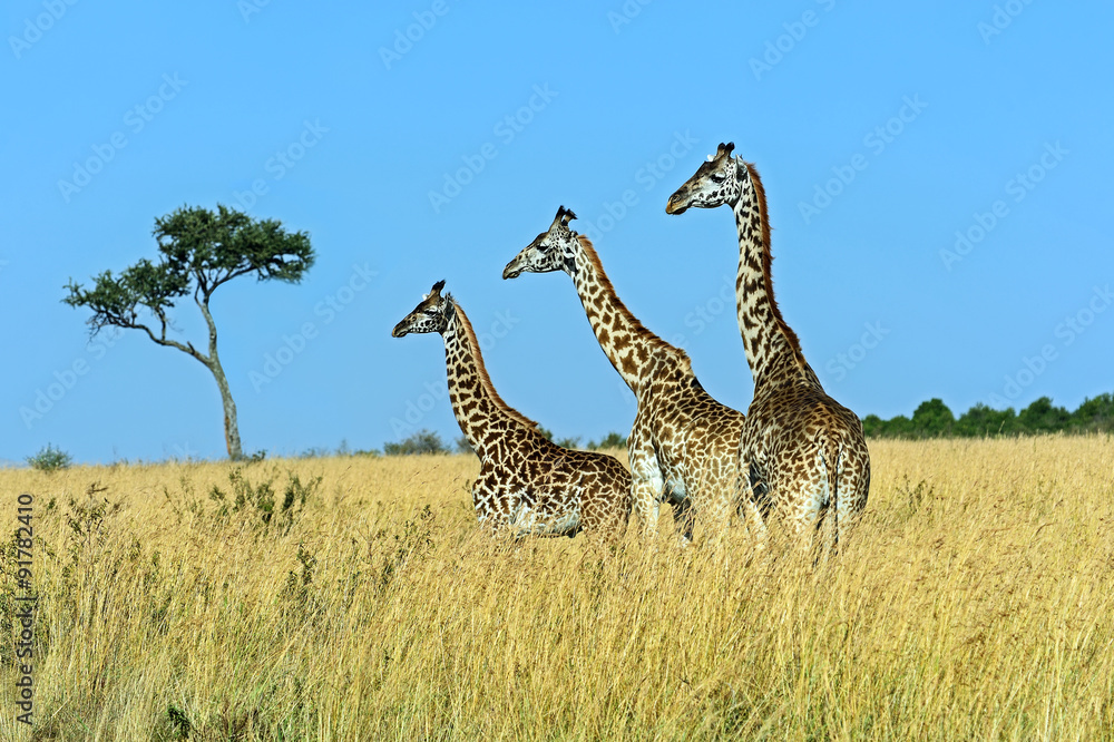 Giraffe Masai Mara
