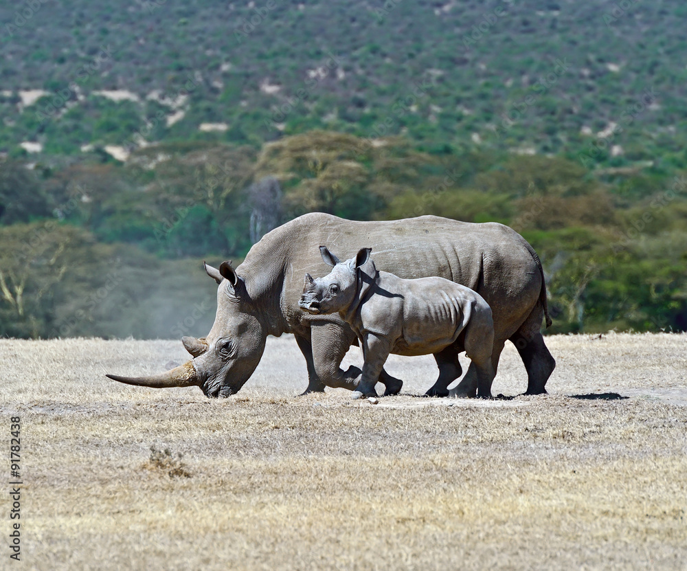 Fototapeta premium Rhino
