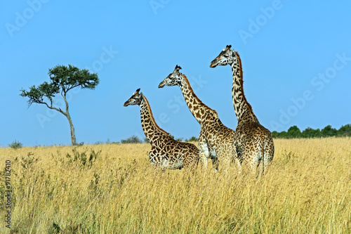 Giraffe Masai Mara #91782410