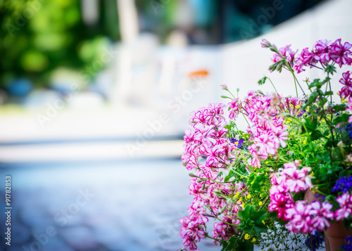 Fototapeta Naklejka Na Ścianę i Meble -  geranium flowers in the flower bed on the  street on Sunny blurred background of the city