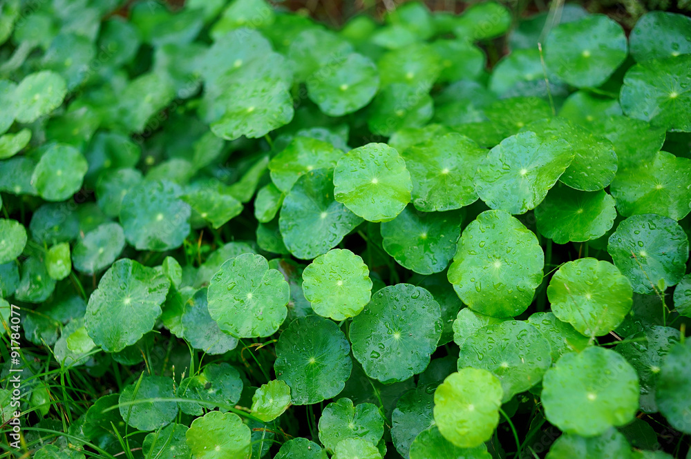 Centella asiatica Centella asiatica